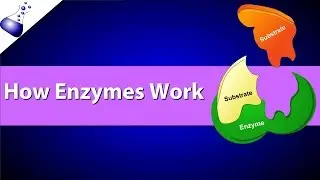 How Enzymes Work