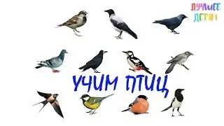 Птицы. Учим птиц для детей на русском / Лучшее детям
