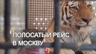 Амурского тигра с травмой доставили в Москву