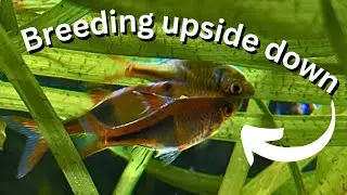 Easy fish to breed? Harlequin Rasboras breeding guide for beginners!