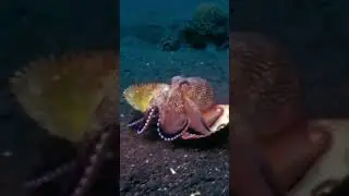 BE CAREFUL If YOU Find THESE Shells! 