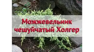 Можжевельник чешуйчатый Холгер 🌿 Обзор: посадка и уход. саженцы, крупномеры: описание и особенности