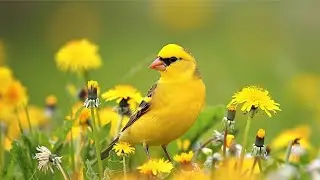 Relaxing Spring Music with Beautiful Nature Views | Calming Stress Relief