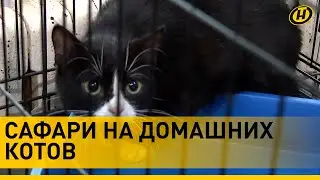 ОХОТА НА КОТОВ. Домашние питомцы стали мишенями для неизвестного стрелка с пневматом