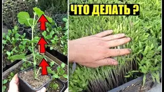3 СПОСОБА КАК ОСТАНОВИТЬ ВЫТЯГИВАНИЕ РАСТЕНИЙ / РАССАДЫ