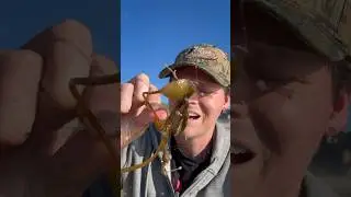 Extremely Satisfying Popping & Biting SEA BALLS! #nature #shorts