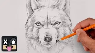 How To Draw an Arctic Wolf