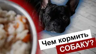 Натуральное питание | Чем кормить собаку?