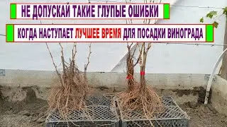 🍇 Никогда НЕ ВЫСАЖИВАЙ и не пересаживай ВИНОГРАД в ЭТО ВРЕМЯ. Лучшее время для посадки винограда!