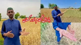 Tezz BARISH 🌧️ Gandum Ki Fasal Ka Nuksan Aur Farmer 🧑‍🌾  Ki Zindgi