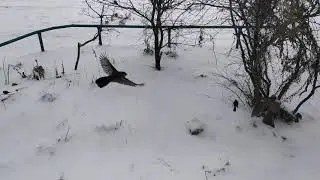 WINTER IN SIBERIA 3