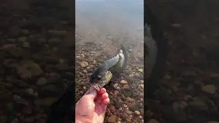 River Smallmouth | Late Summer Fishing #bassfishing #bankfishing