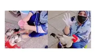 Video of women slaughtering chicken by Gull baji 