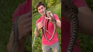 More Snakes THAN I CAN HOLD!