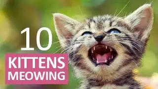 10 KITTENS MEOWING | Make your Cat Go Crazy!  HD