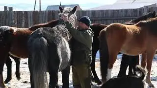 В Забайкалье полицейские вернули конезаводчикам похищенных лошадей