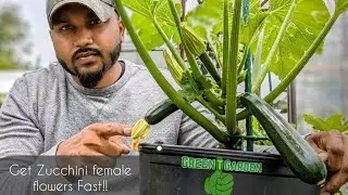 How do i get Female flowers on my zucchini plant ! DO THIS ! Works FAST ! #zucchini #courgette