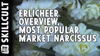 Erlicheer Narcissus, Double Daffodil, a Brief Review- earlychear early chear