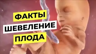 ФАКТЫ О ШЕВЕЛЕНИИ  ПЛОДА при Беременности. Как и на каком сроке ощущается?