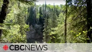 Canadas boreal forest is transforming due to climate change