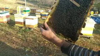 Тройзек 1075 на 21.10.2019