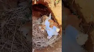 Baby rabbit breast feeding cought on camera #petrabbit #animals #rabbit #babybunny