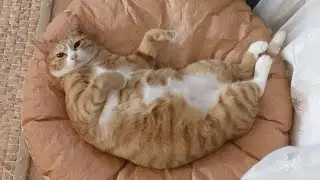 😂 Funniest Cats and Dogs Videos 😺🐶 || 🥰😹 Hilarious Animal Compilation №599