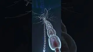 Unlocking Wellness: ANF Therapy's Neural Harmony #shorts