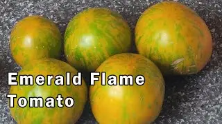 Tasting the Emerald Flame Tomato: Honest Review and Impressions