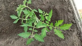 How to plant tomato seedlings in open ground in a trench without chemicals