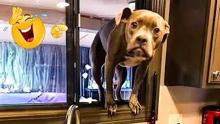 Smarty Funny Animal Video Clips 😹🐶 The Funniest Cat & Dog Moments Compilation 😁.