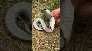 Snake Stuck UPSIDE DOWN!