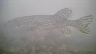 Ice Fishing For Northern Pike (Underwater Camera)