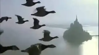 Возвращение птиц. Powrót ptaków