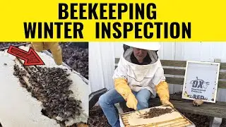 Beekeeping TIPS For Inspecting A Hive In The WINTER