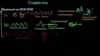 Стадии сна и циркадианные ритмы | Здоровье | Медицина