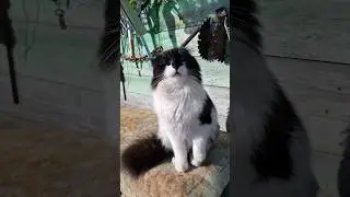 Кот Кузя сморщился по весеннему любит 