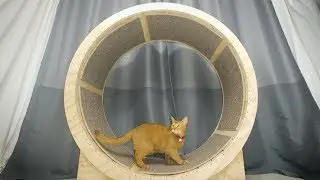 How to make a Cat Exercise Wheel