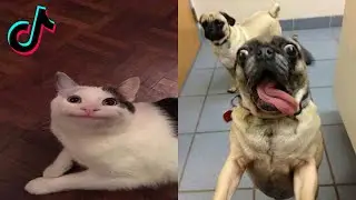 Funny And Cute Pets TikTok Compilation | Funny Tiktok Animals Videos