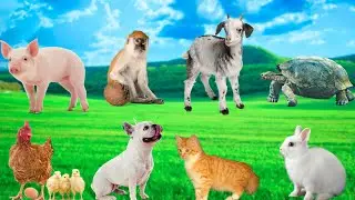 Adorable Little Animals - Dogs, Cats, Rabbits, Chickens, Ducks, Turtles, Hedgehogs - Animal Moments