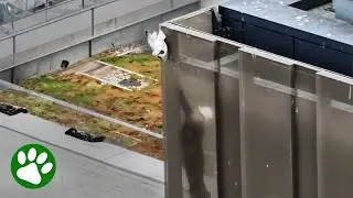 Construction worker climbs building with umbrella to save seagull