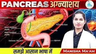 Pancreas in hindi/अग्नाशय/Structure & Function