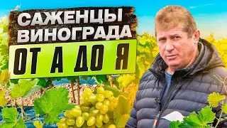 Как прорастить черенки и вырастить саженцы винограда. Саженцы винограда от А до Я.