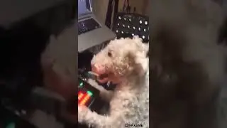 Deep House Doge 🐕🎧 via the.brisk.god 