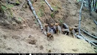 8 coyote puppies caught on Maine trail camera