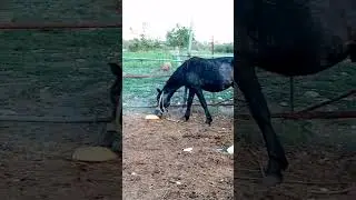 horse ARIS is afraid of BREAD - конь АРИС боится ХЛЕБ