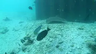 Scary Moray Eels and Sting Ray's in the Maldives Islands 8th October 2020