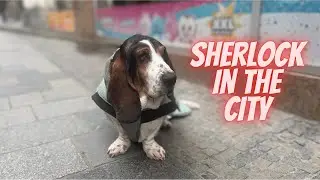 Basset exploring the City - Sherlock in Brno