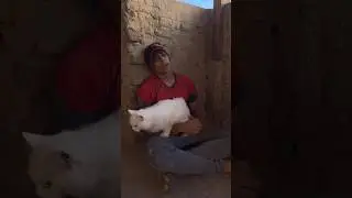 لما القطة تكون جعانه 😭😭🐱 