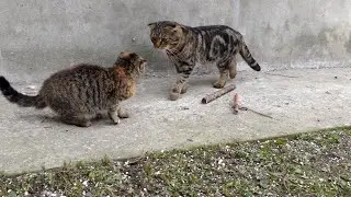 Наш котик начал охоту на кошек.